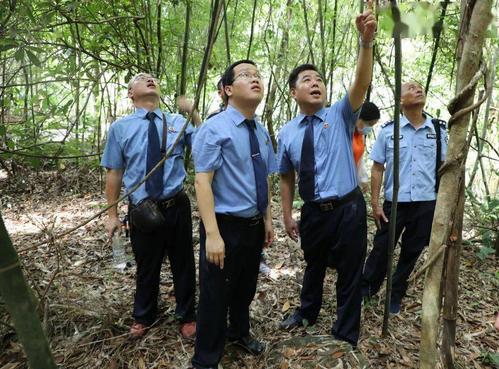 钦北区人民检察院联手森林公安机关建立森林资源和生态环境保护机制